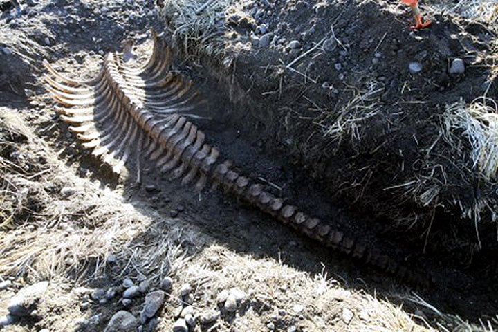 Ancient sea monster reappears on remote Russian island