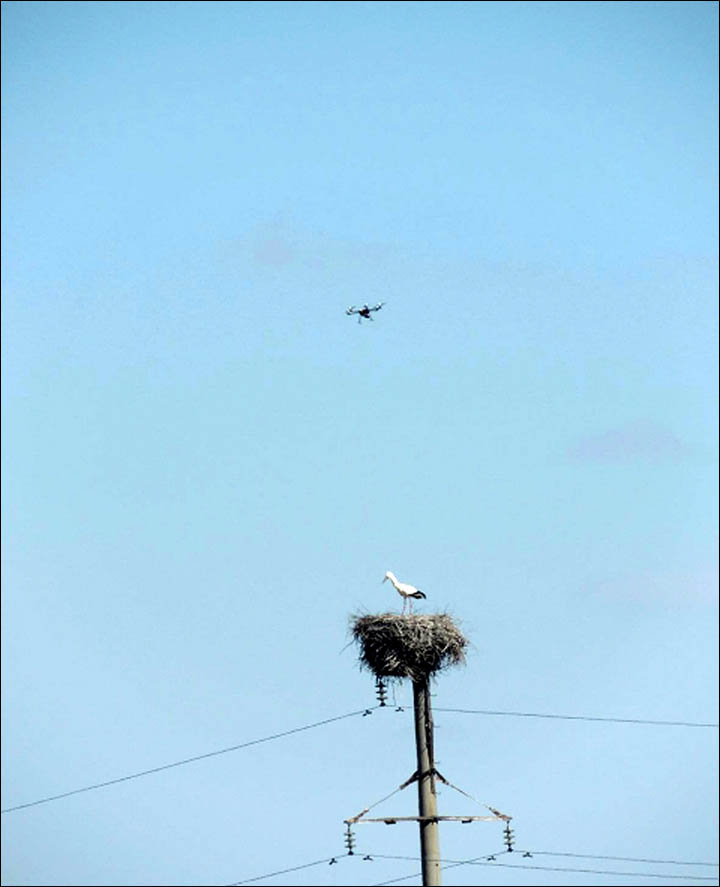Baby boom of storks in Amur region