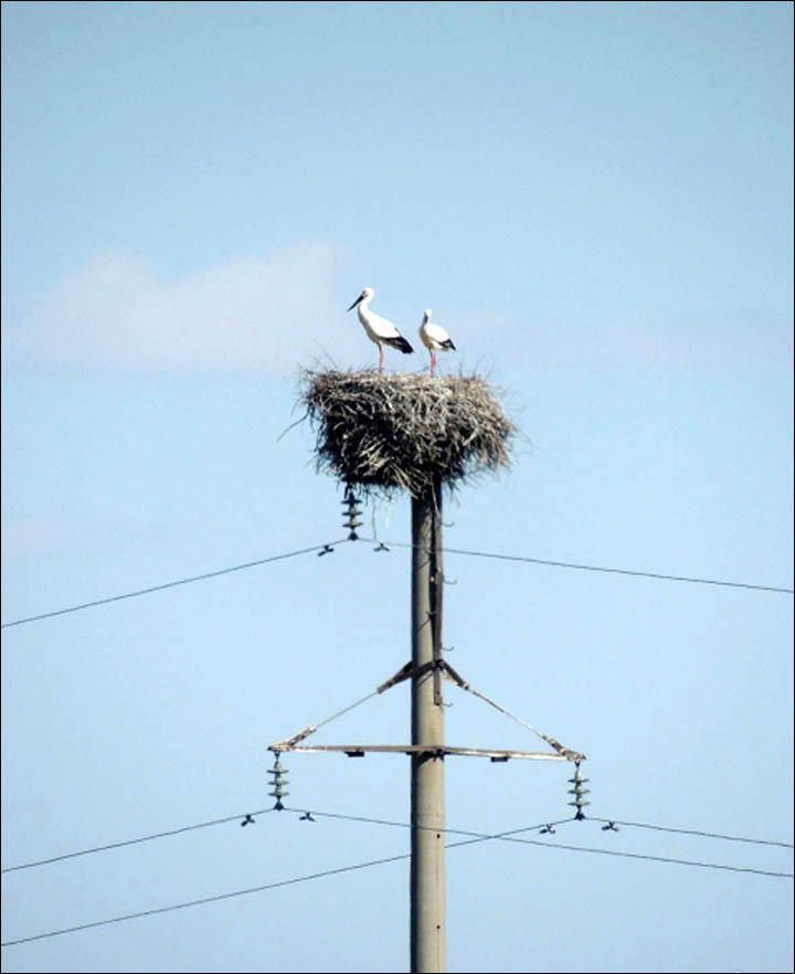 Baby boom of storks in Amur region