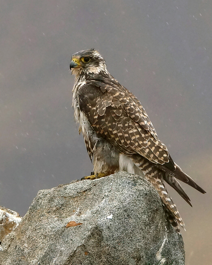 Rare falcons are tattooed to escape being sold to Arab sheikhs by poachers 