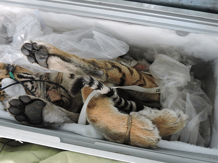Seven dead tiger cubs found frozen in back of car