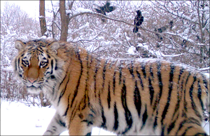 Putin's Siberian tiger cleared of eating Chinese takeaway dinner
