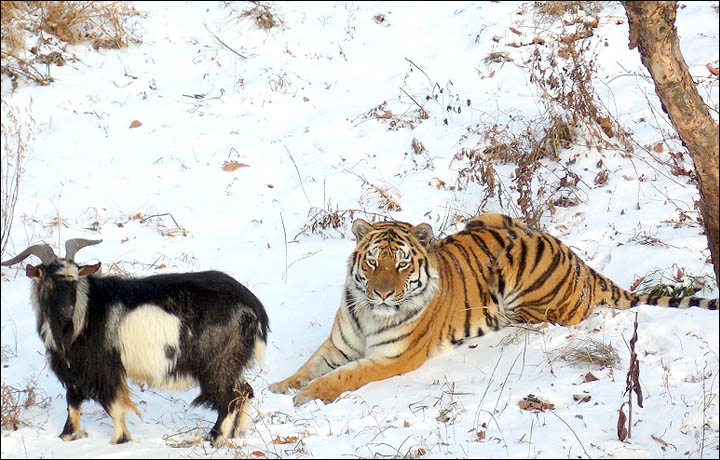 85% certain: the tiger will eat his pal the goat, warns Siberian zoo expert
