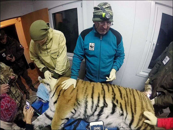 Tiger in Vladivostok