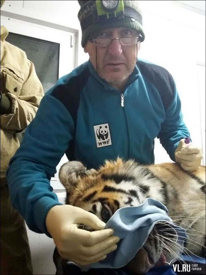 Tiger in Vladivostok