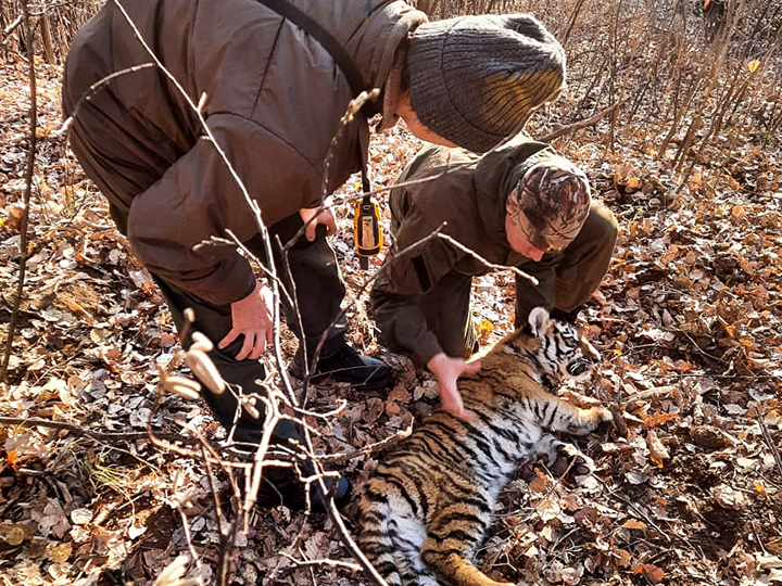Female cub of the Amur tiger, the largest cat in the world, rescued from the poaching trap in the Russian Far East 