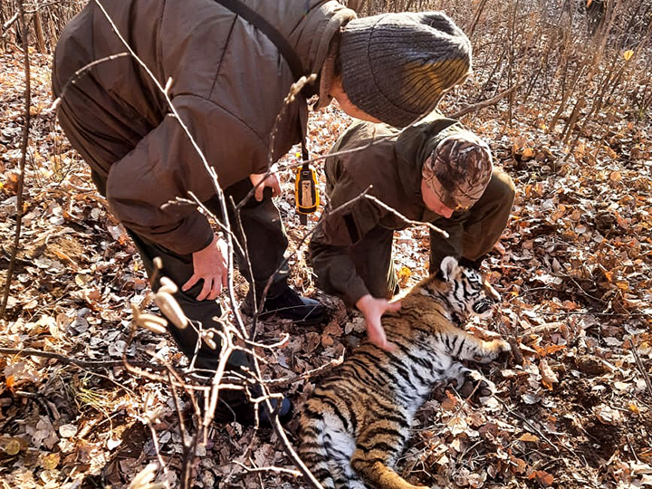 Female cub of Amur tiger, the world’s biggest cat, rescued from poachers trap in Russian Far East 