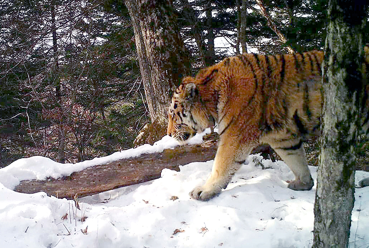 What is the real tiger king? Answer: The Siberian tiger