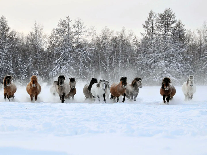 How do reindeer and Yakut horses cope with the harsh Siberian winter? They are ‘eternally tipsy’