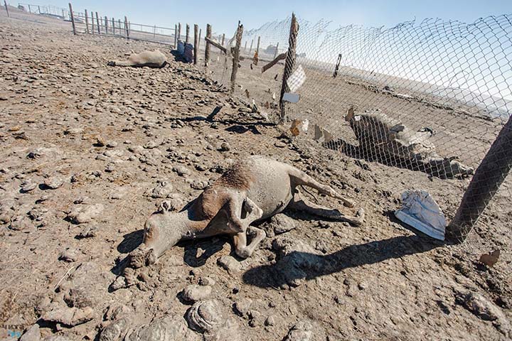 Tens of thousands of animals burned alive in raging wildfires in