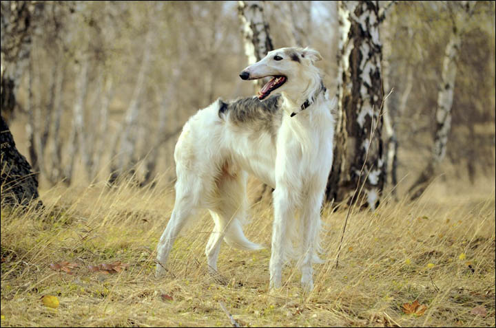 Traditional tsar hunting with dogs to be revived in Altai