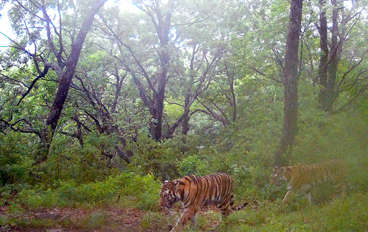 Double joy as two cubs of endangered Amur tiger registered in the Far East of Russia 