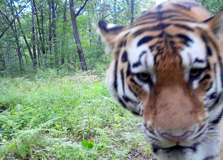 Double joy as two cubs of endangered Amur tiger registered in the Far East of Russia 