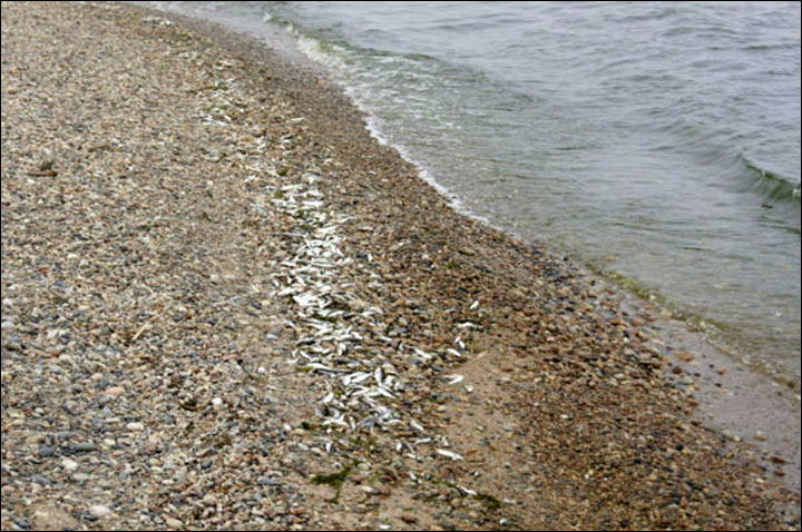 Dead fish on Baikal
