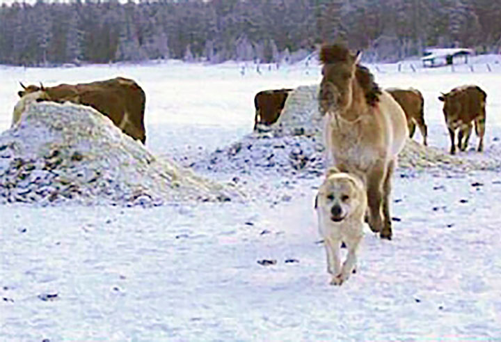 Dog takes capricious horse to water, and makes her drink even when its minus 50C
