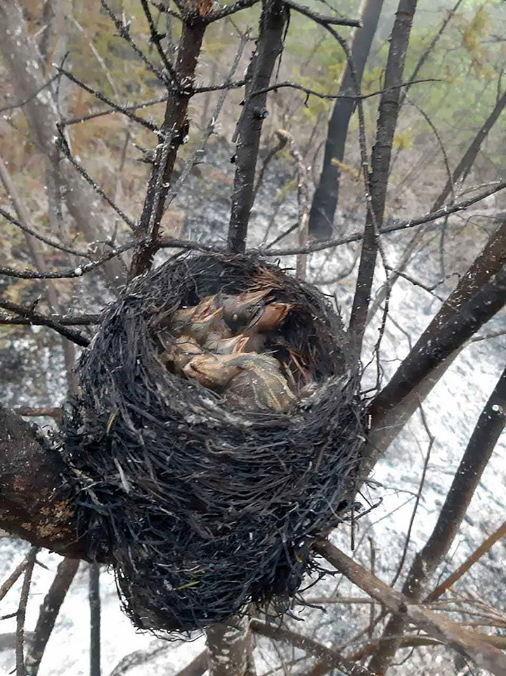 devastating damage to wildlife by early summer 2021 wildfires in Yakutia 