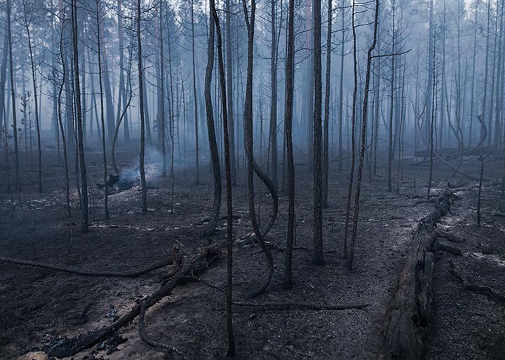 Burned down forest