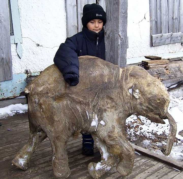 Funny Baby Mammoth found on Yamal Peninsula