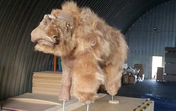 A well-preserved woolly rhino with its last meal still intact found in the extreme north of Yakutia 