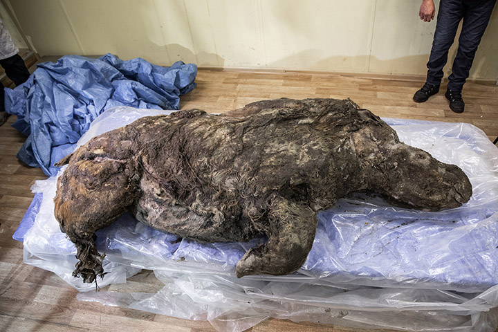 Teenage woolly rhino found in Yakutia could have been hunted by predators into water, where it drownedTeenage woolly rhino found in Yakutia could have been hunted by predators into water, where it drowned