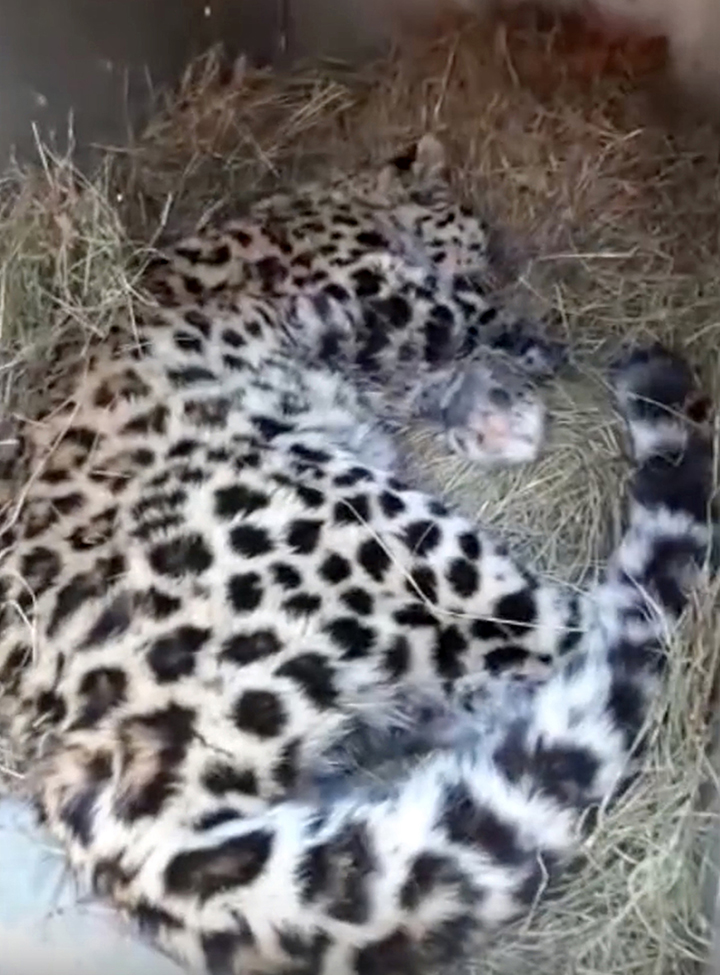 One of the world’s rarest big cats found badly wounded in the Far East of Russia 