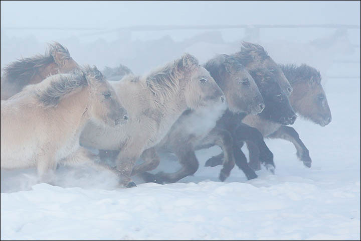With thick coat to keep it warm, the little Yakut horse loves nothing better than running about the frozen fields 