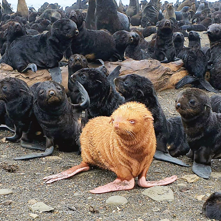 Rare blue-eyed ginger seal pup found by Russian biologists at Sea of Okhotsk rookery 