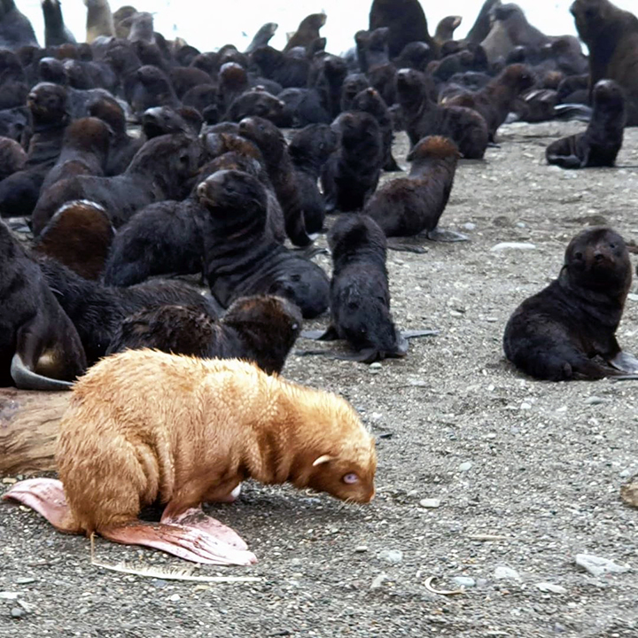 Rare blue-eyed ginger seal pup found by Russian biologists at Sea of Okhotsk rookery 