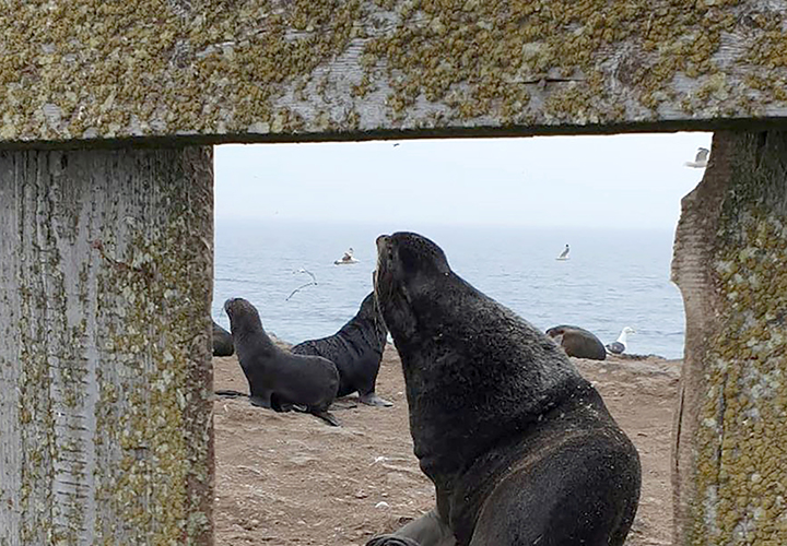 Rare blue-eyed ginger seal pup found by Russian biologists at Sea of Okhotsk rookery 