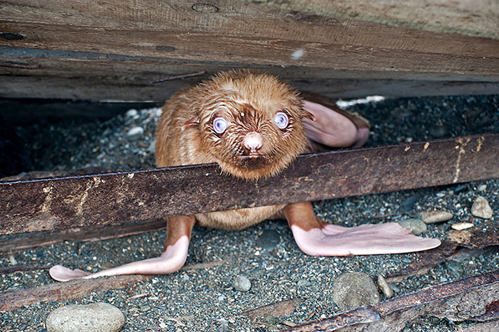 Rare blue-eyed ginger seal pup found by Russian biologists at Sea of Okhotsk rookery 