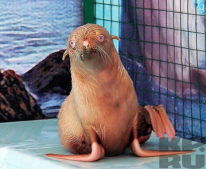 Rare blue-eyed ginger seal pup found by Russian biologists at Sea of Okhotsk rookery 