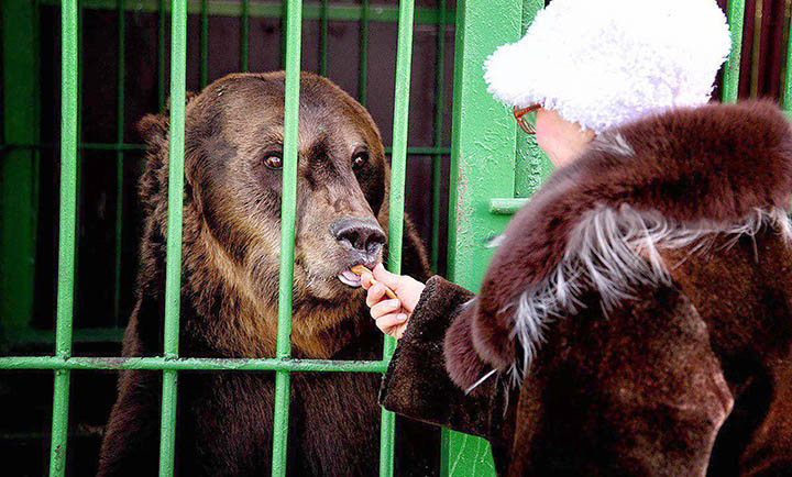 Brown bear attacked a zoo keeper in the Far East of Russia