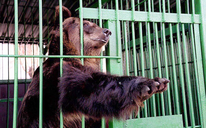 Brown bear attacked a zoo keeper in the Far East of Russia