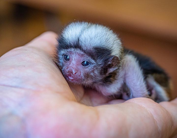 Palm-size rare monkey abandoned by parents who turned all attention to twin baby 
