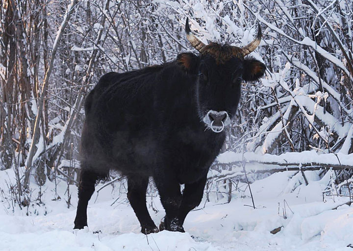 Cows in the world’s coldest inhabited place have to wear mouton bras for outdoor walks 