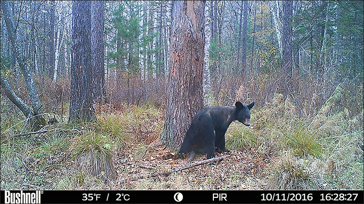 Hungry, exhausted, only half their normal weight: Tragedy for black bears