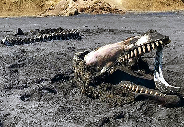 A gnawed to bones orca whale was found by a nature reserve ranger