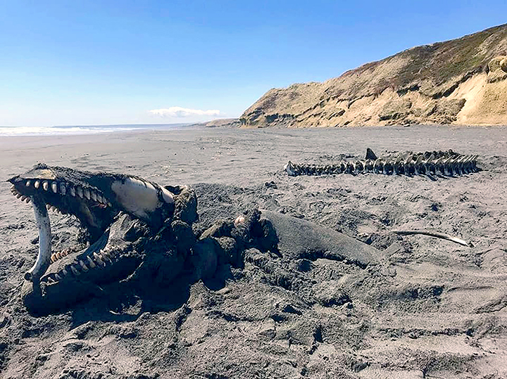 A gnawed to bones orca whale was found by a nature reserve ranger