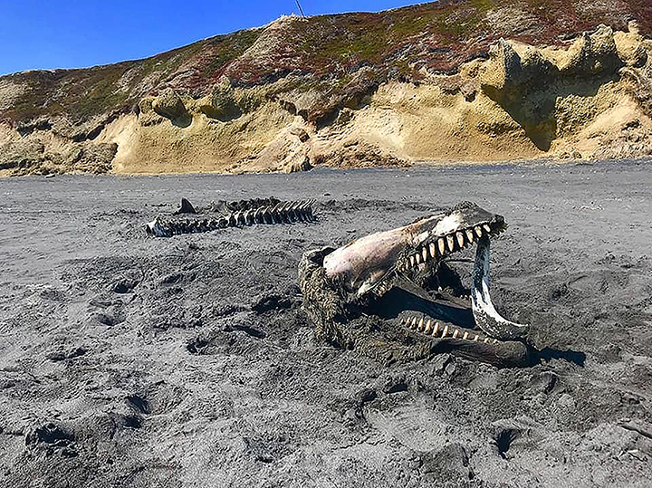A gnawed to bones orca whale was found by a nature reserve ranger