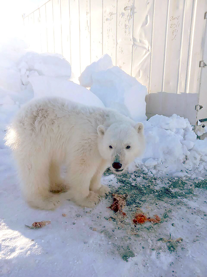 Polar bear cub tamed 'like a dog' by gold miners rescued from Arctic island  of Bolshevik