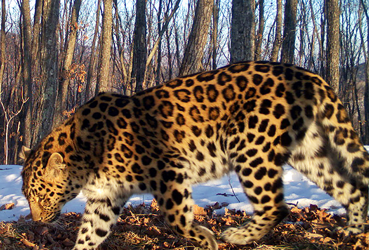 saving the world's most endangered big cats