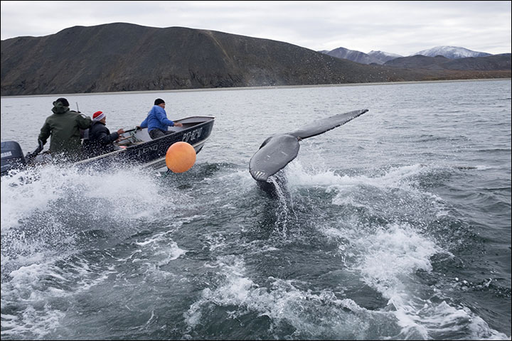 inuit hunting whale