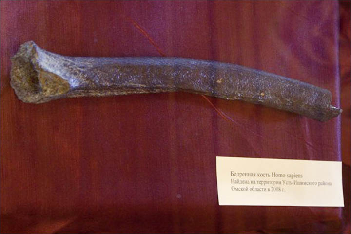 Ust-Ishim bone in museum