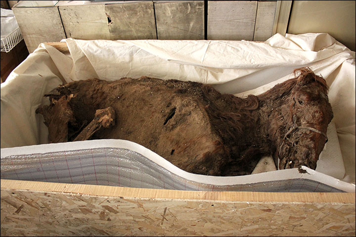 Skriv en rapport Løs dækning Ancient mummy 'with 1,100 year old Adidas boots' died after she was struck  on the head