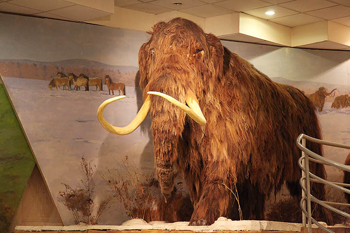 Mammoth museum