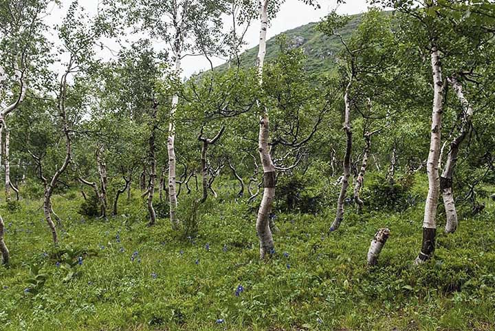 Tundra birches