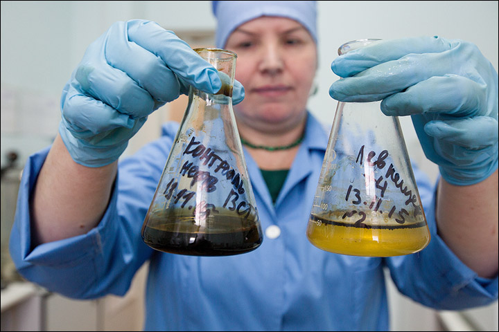 Bacteria destroys oil