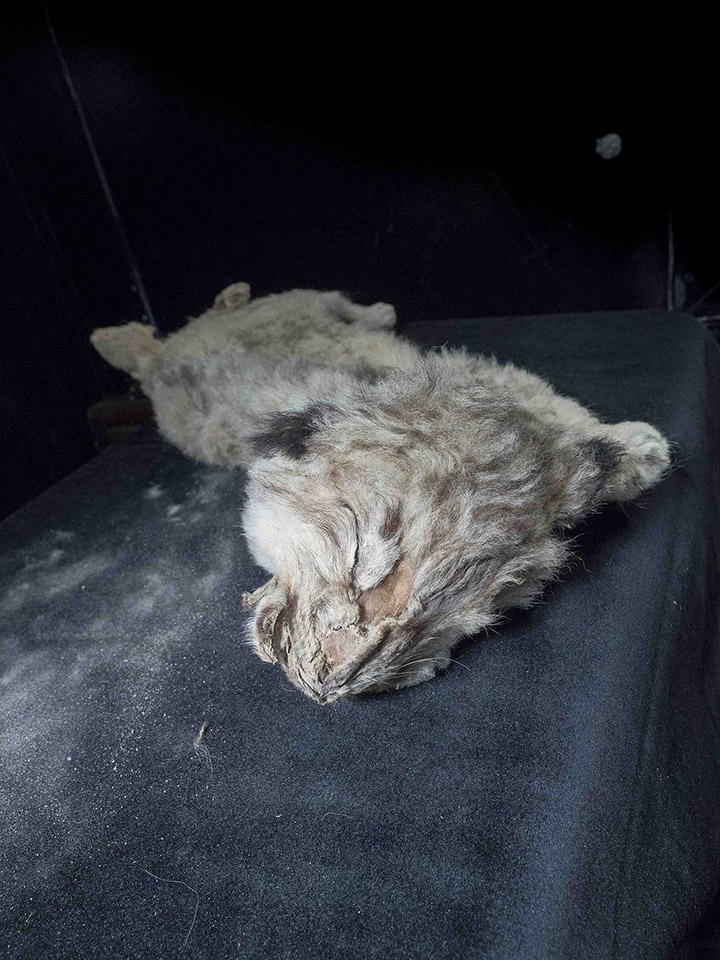 Stunning pictures of the world's only uniquely preserved cave lion cubs as  new secrets revealed
