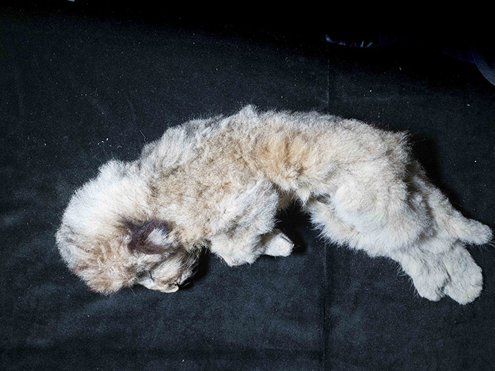 Stunning pictures of the world's only uniquely preserved cave lion cubs as  new secrets revealed