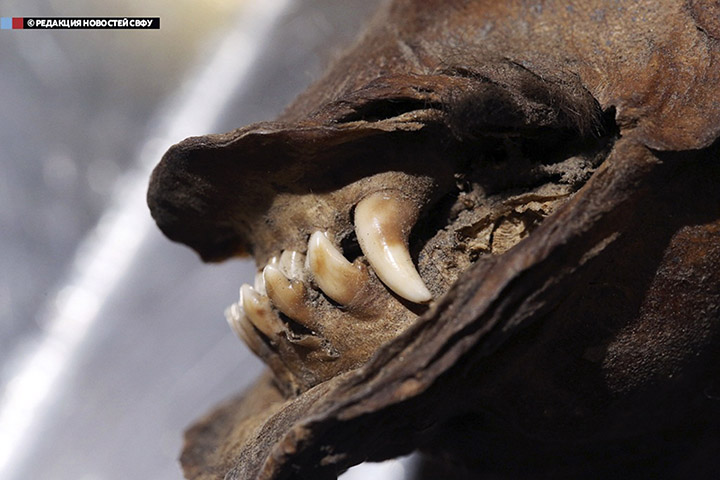 Amazingly preserved puppy with its whiskers, eyelashes, hair and velvety nose intact puzzle scientists 